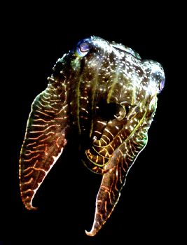 Cuttle Fish: Housed Nikon F, 55mm Auto Micro Nikkor; Wali... by Rick Tegeler 